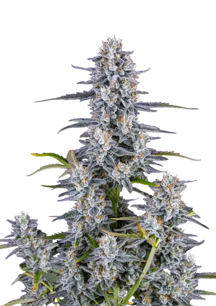 Super Boof Auto – Produktansicht