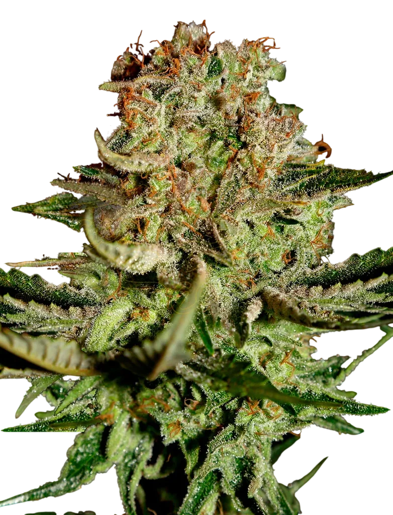 Super Bud – Produktansicht