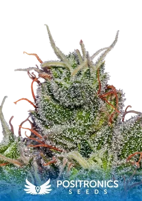 Super Cheese Express Auto – Produktansicht