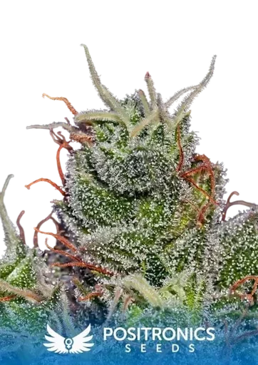 Super Cheese Express Auto