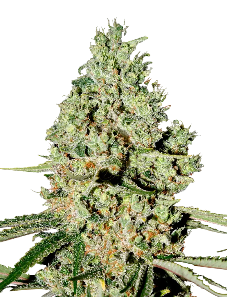 Super Critical – Produktansicht