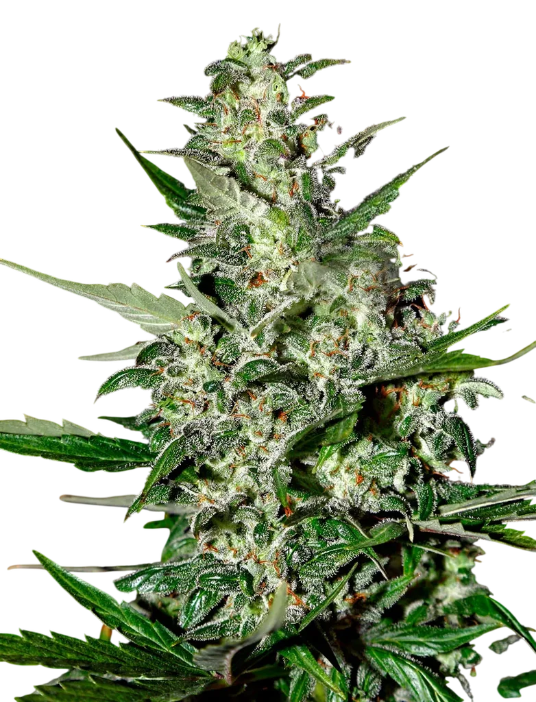 Super Critical Auto – Produktansicht