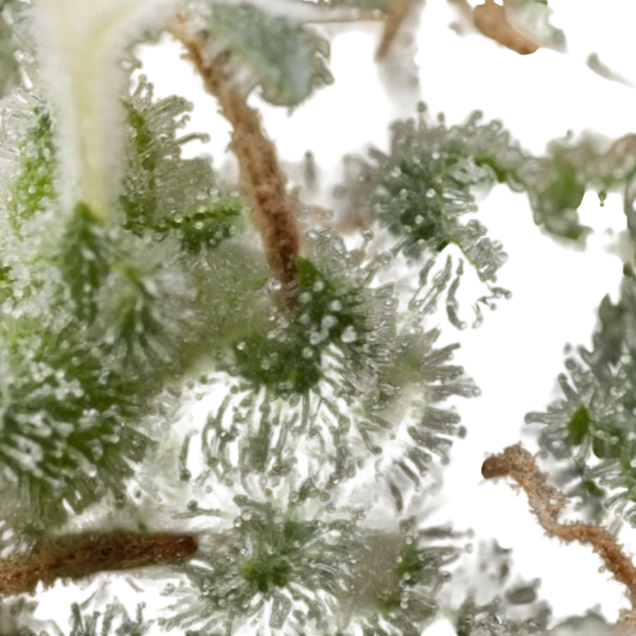 Super Hash Auto | AUTOFEM | Pyramid Seeds