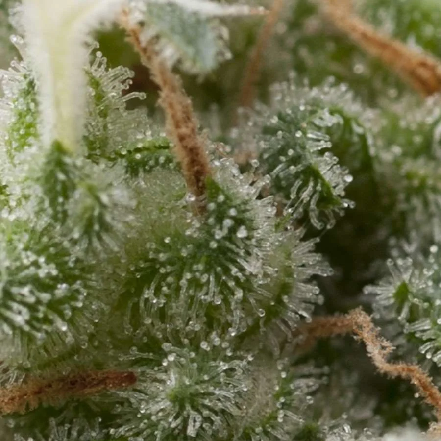 Super Hash Auto – Produktansicht