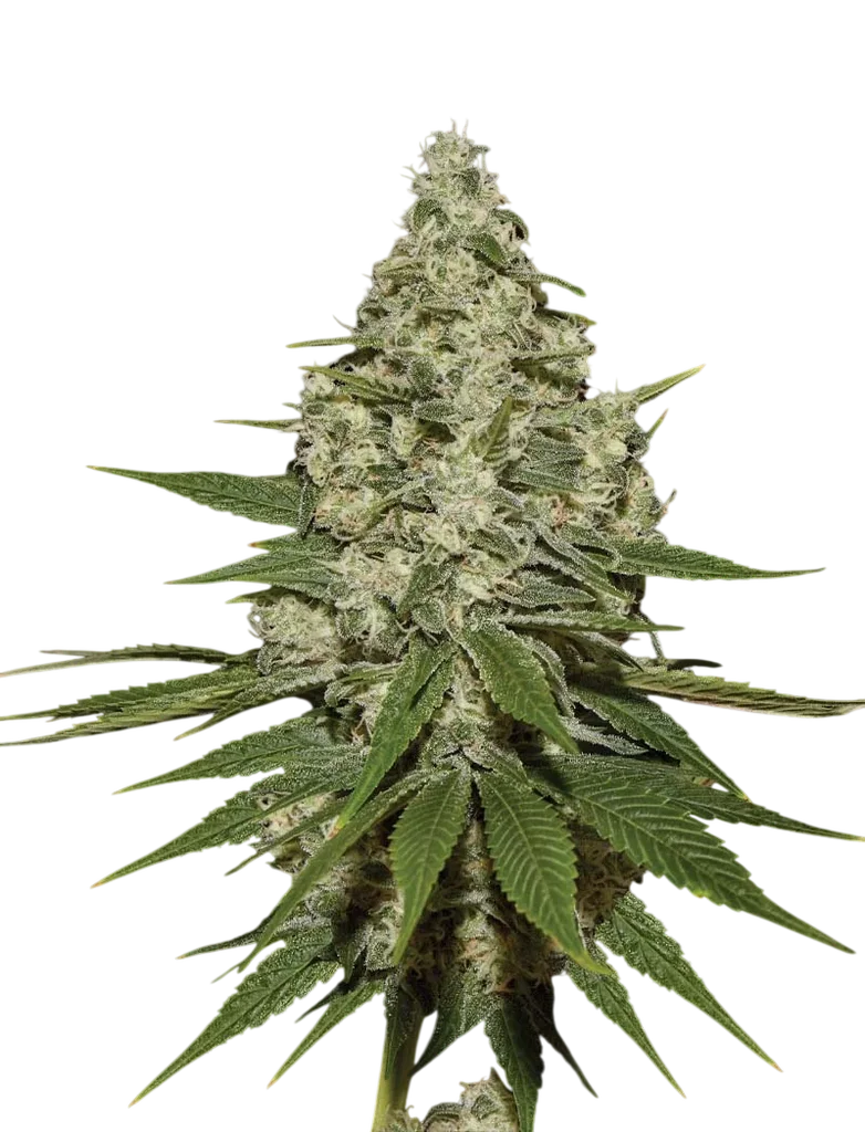 Super Lemon Haze – Produktansicht