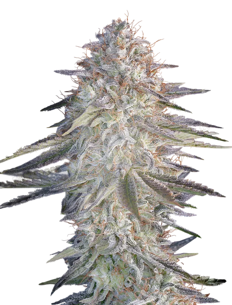 Super Lemon Haze x Pink Candy – Produktansicht