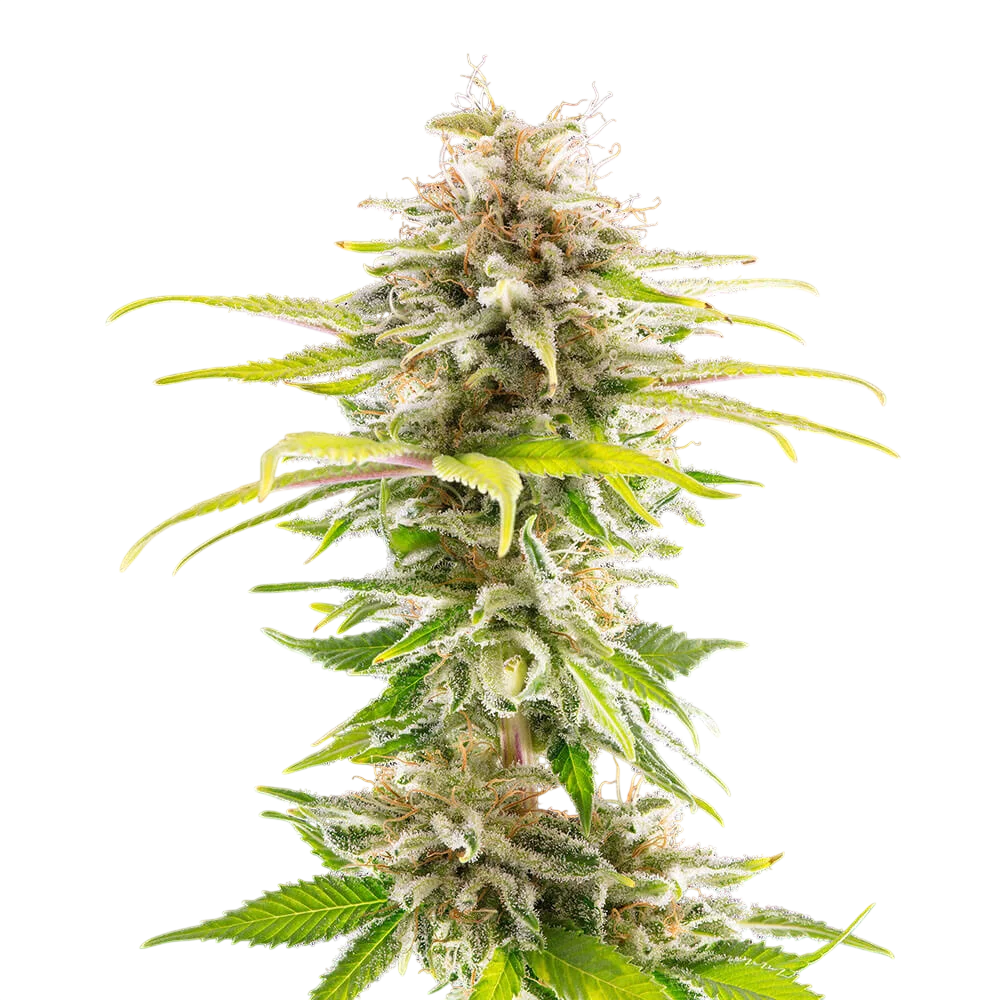 Super OG Kush – Produktansicht