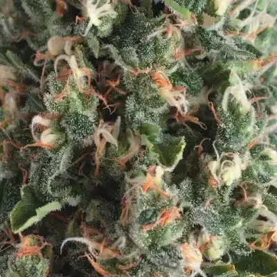 Super OG Kush Auto | AUTOFEM | Pyramid Seeds