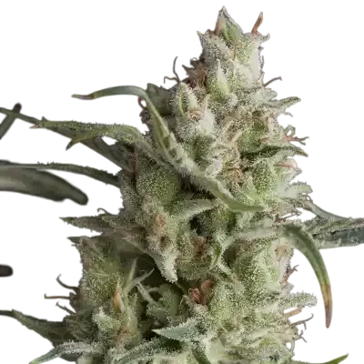 Super OG Kush