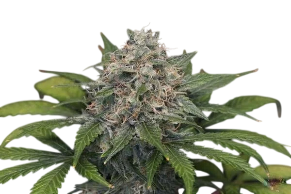 Super Pineapple Haze – Produktansicht