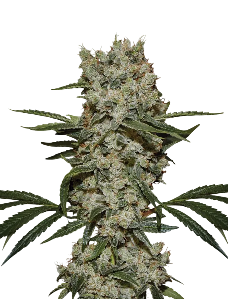 Super Silver Haze – Produktansicht