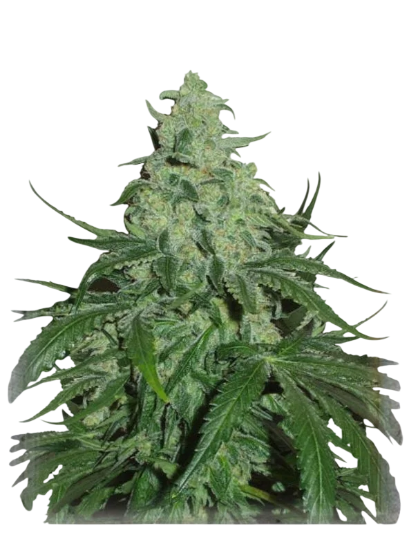 Super Skunk Auto – Produktansicht