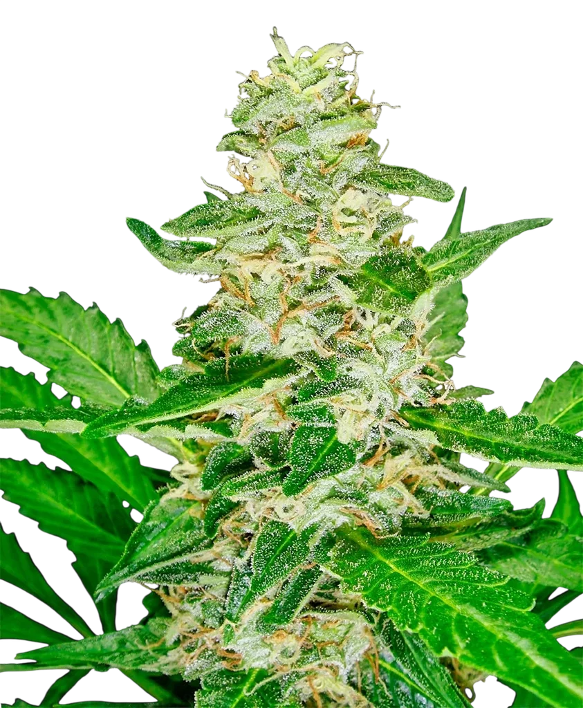 Super Skunk Auto | AUTOFEM | Sensi Seeds