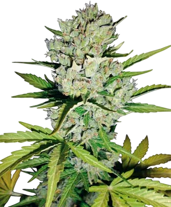 Super Skunk Auto – Produktansicht