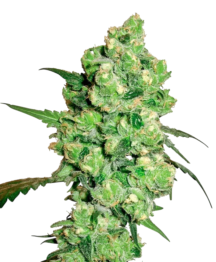 Super Skunk – Produktansicht