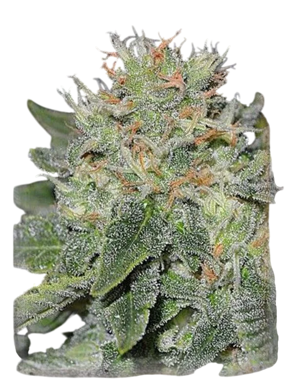 Super Skunk Kush – Produktansicht