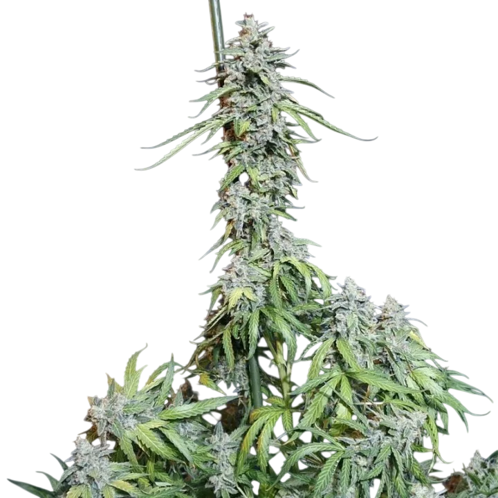 Super Watermelon Auto – Produktansicht