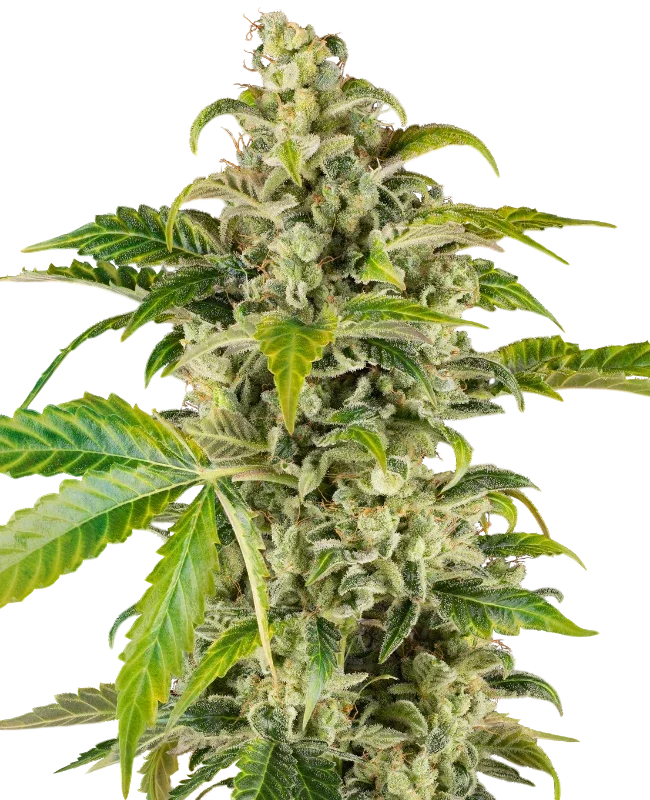 Sweet and Sour Cream Auto – Produktansicht
