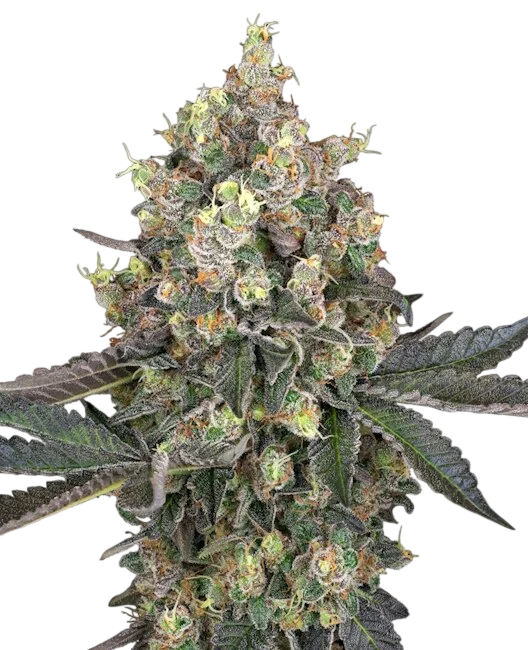 Sweet Berry Breeze – Produktansicht