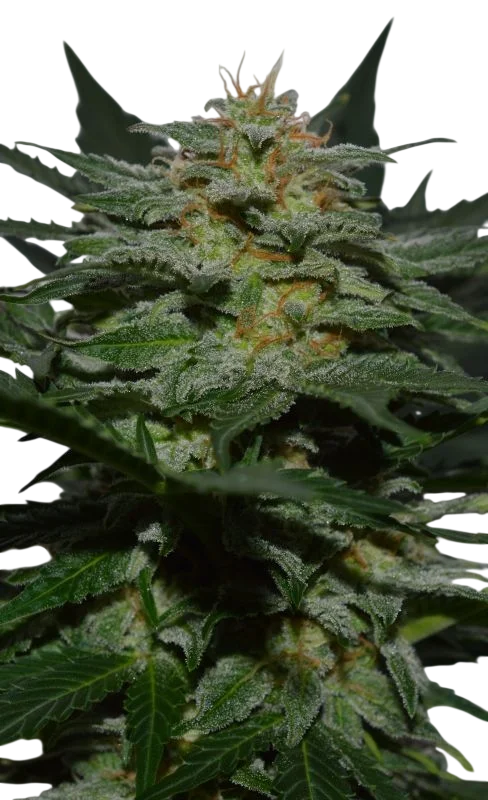SweetBerry Cough Auto – Produktansicht