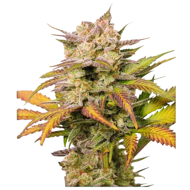 Sweet Bourbon Kush Auto – Produktansicht