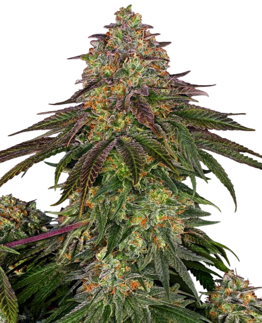 Sweet Cherry Kush – Produktansicht