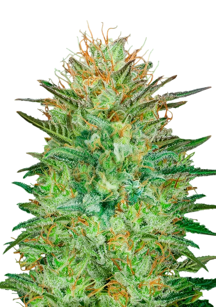 Sweet Critical Auto | AUTOFEM | 00 Seeds