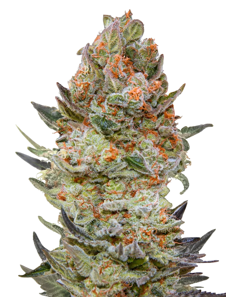 Sweet Critical CBD | PHOTOFEM | 00 Seeds