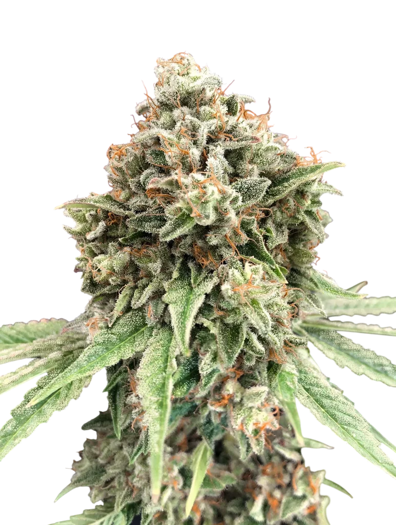 Sweet Critical FAST | PHOTOFEM | 00 Seeds