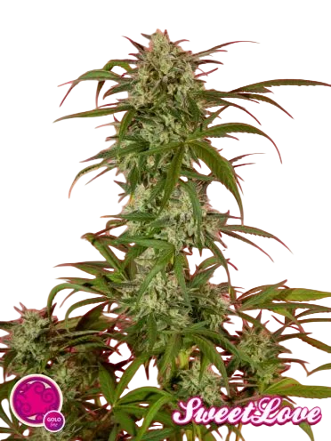 SweetLove – Produktansicht