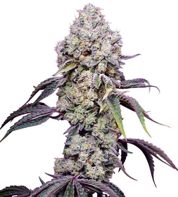 Sweet Mandarine Zkittlez F1 Fast Version – Produktansicht