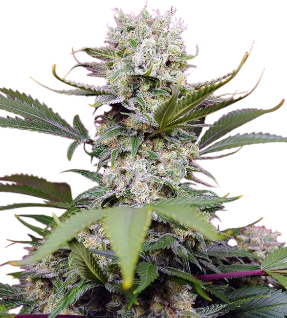 Sweet Mandarine Zkittlez XL Auto – Produktansicht