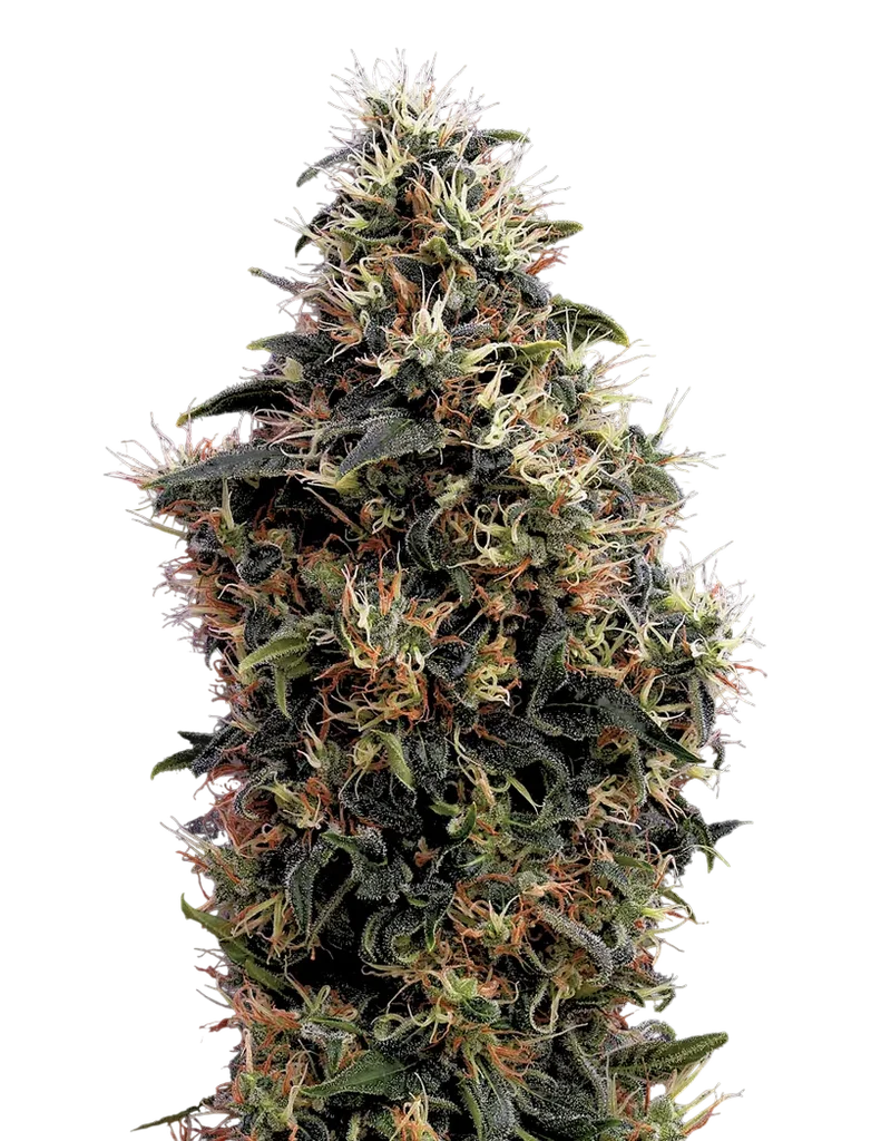 Sweet Mango Auto | AUTOFEM | Greenhouse Seed Co.