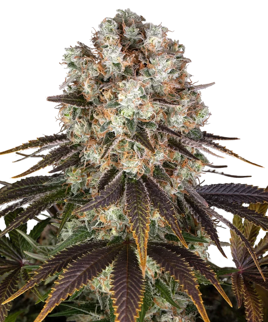 Bruce Banner – Produktansicht