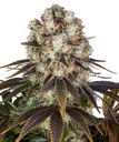 Bruce Banner | PHOTOFEM | Barneys Farm