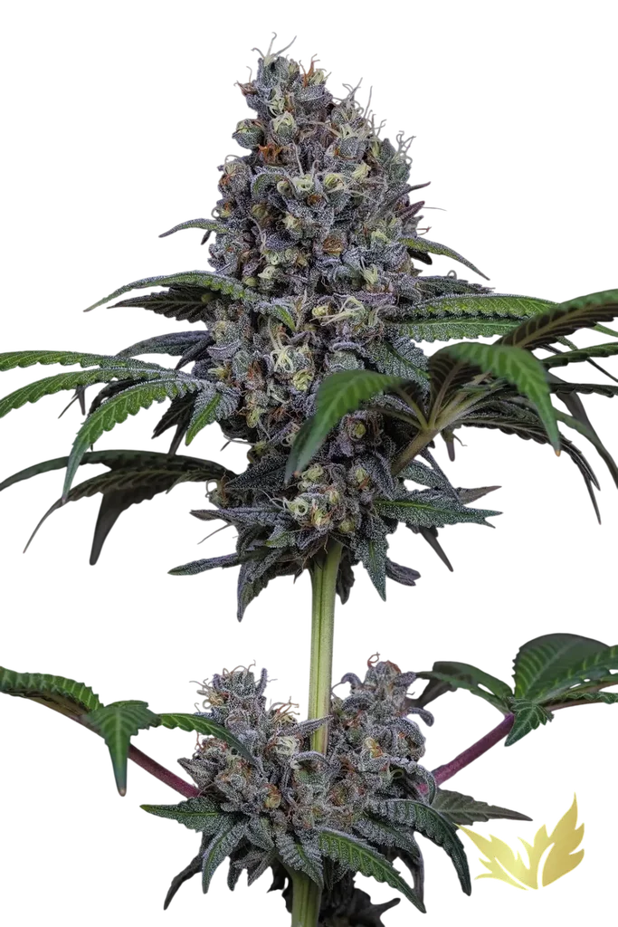 Sweetopia | PHOTOFEM | Paradise Seeds