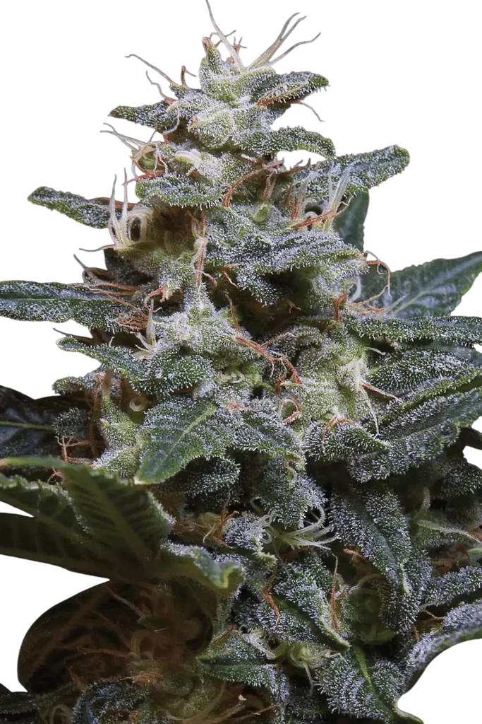 Sweet Purple – Produktansicht