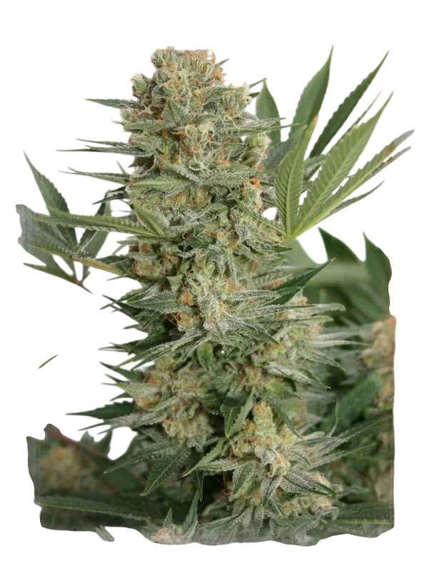 Sweet Russian – Produktansicht