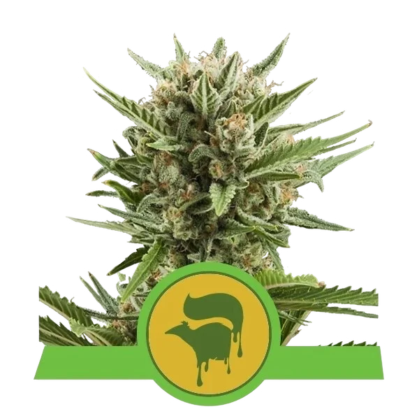 Sweet Skunk Auto – Produktansicht