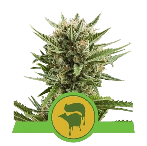 Sweet Skunk | AUTOFEM | Royal Queen Seeds