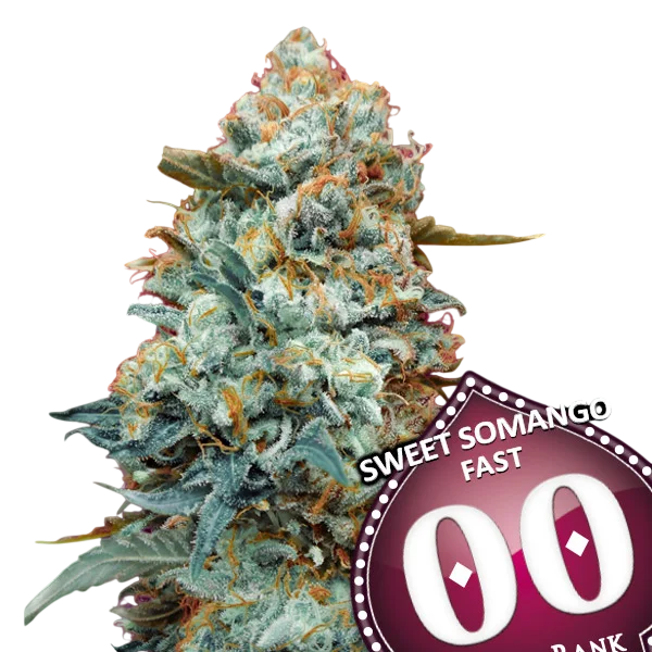 Sweet Somango FAST – Produktansicht