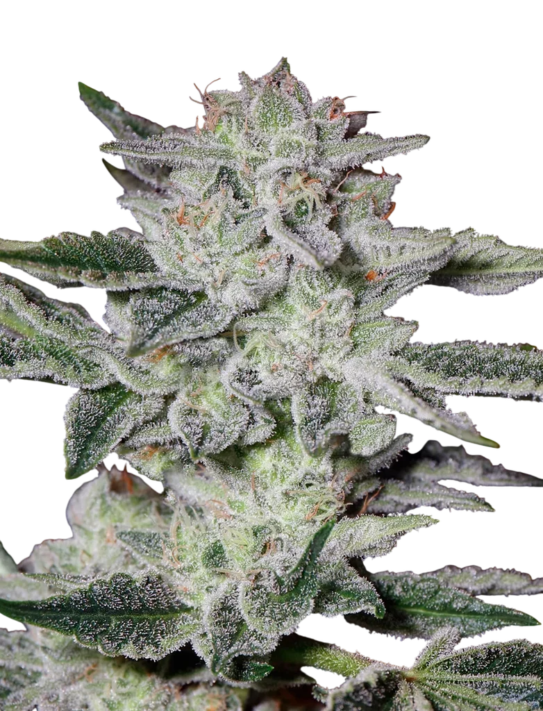 Sweet Valley Kush – Produktansicht