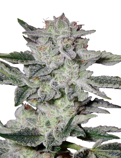 Sweet Valley Kush