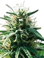 Sweety Auto – Produktansicht