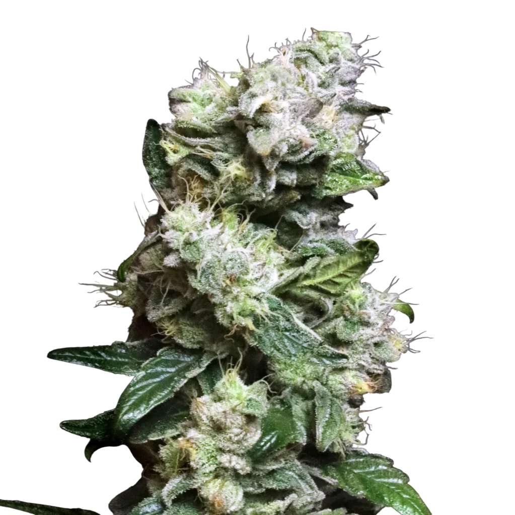 Blunt Bombs Ltd. Release | PHOTOFEM | Elev8 Seeds