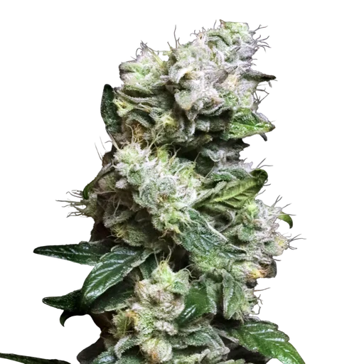 Blunt Bombs Ltd. Release