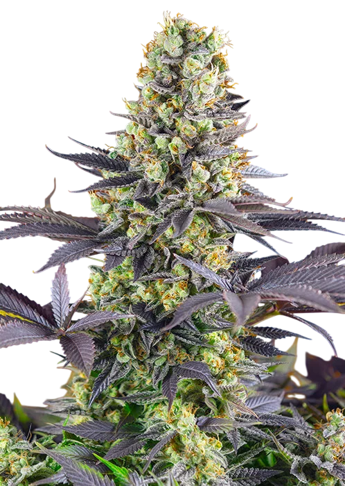 Sweet Zenzation – Produktansicht