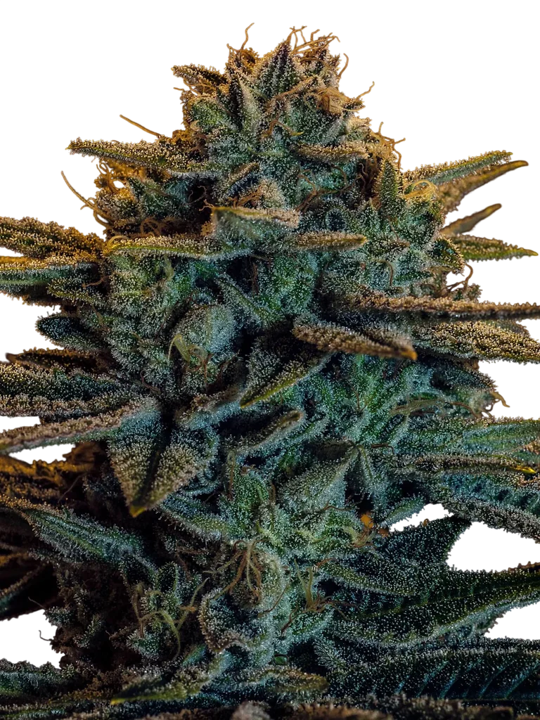 Sweet Zombie – Produktansicht