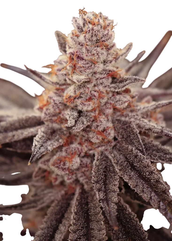 Boardwalk Bubba – Produktansicht