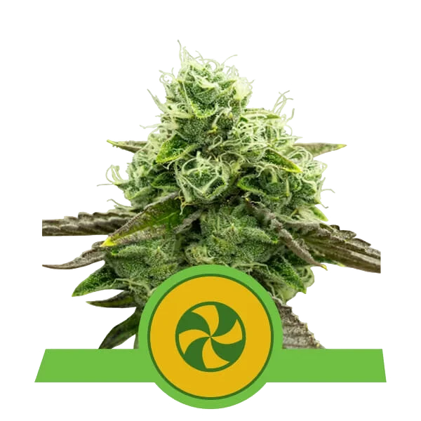 Sweet ZZ Auto – Produktansicht